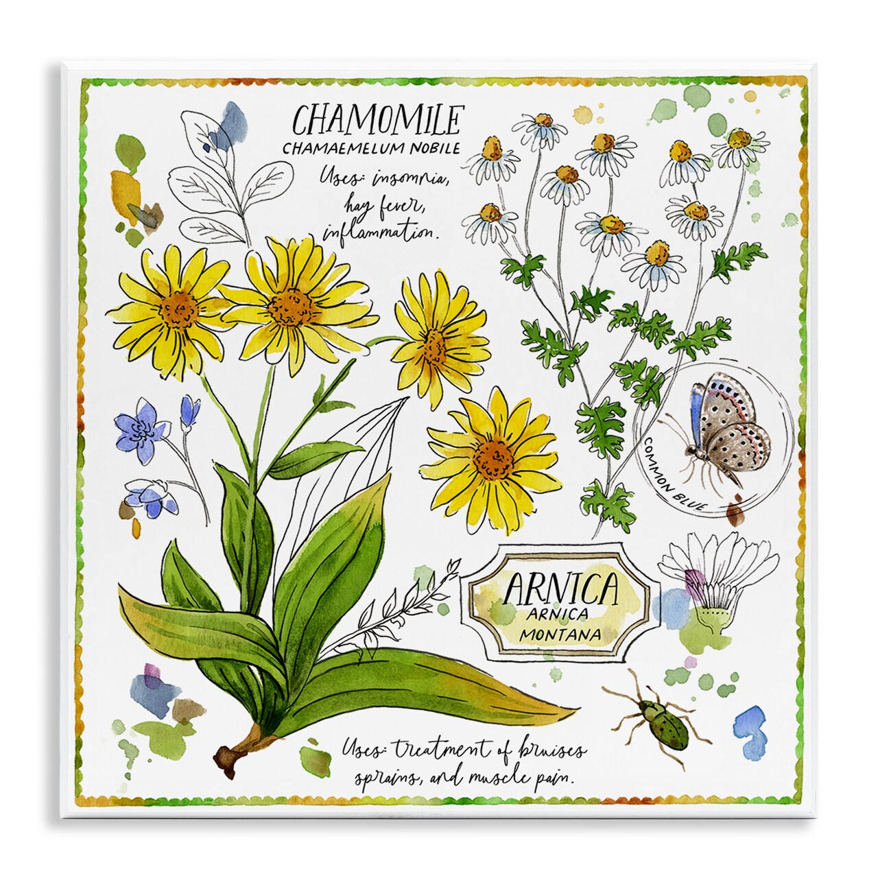 Stupell Industries Chamomile Herb Uses Wall Plaque Art Design by Jane Maday